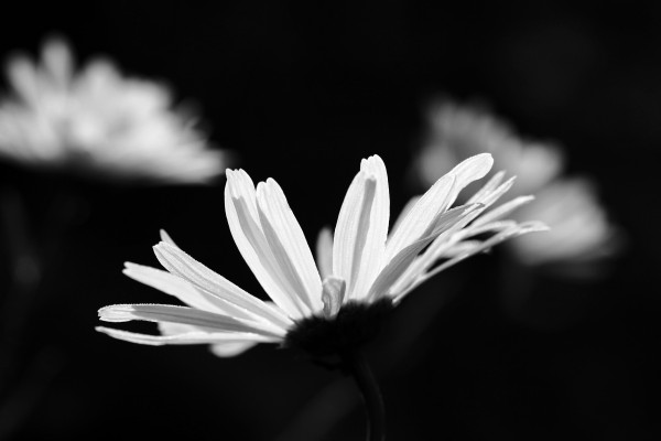 Toward The Sun by Deb Oppermann